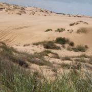 Off road 4x4 tours: Palmachim to Zikim. טיולי ג'יפים: חולות פלמחים לחולות זיקים